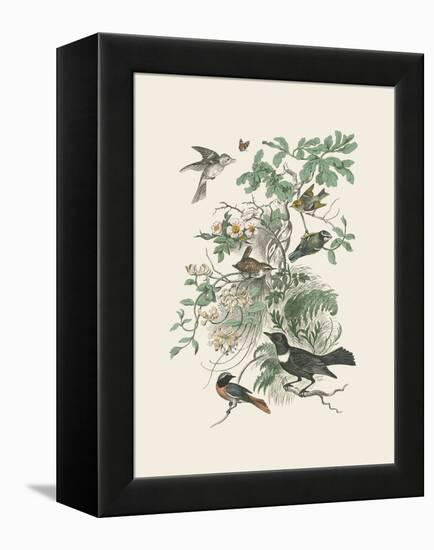 Honeybloom Bird II-Wild Apple Portfolio-Framed Stretched Canvas