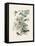 Honeybloom Bird II-Wild Apple Portfolio-Framed Stretched Canvas