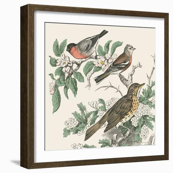 Honeybloom Bird IV-Wild Apple Portfolio-Framed Art Print