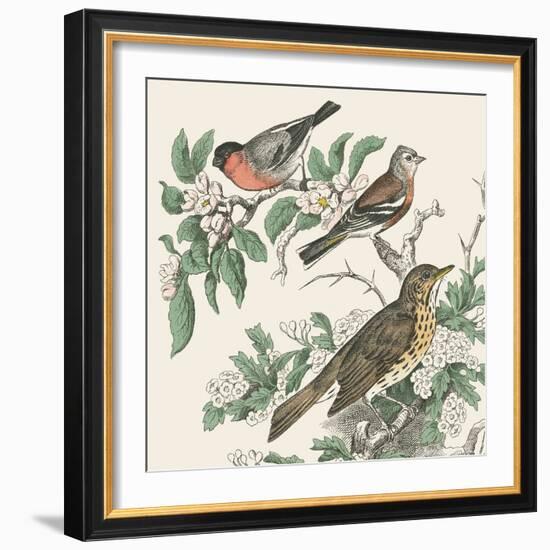 Honeybloom Bird IV-Wild Apple Portfolio-Framed Art Print