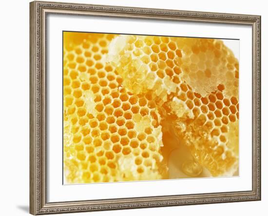 Honeycomb (Close-Up)-Colin Erricson-Framed Photographic Print