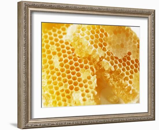 Honeycomb (Close-Up)-Colin Erricson-Framed Photographic Print