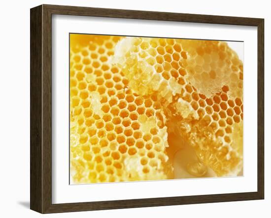 Honeycomb (Close-Up)-Colin Erricson-Framed Photographic Print