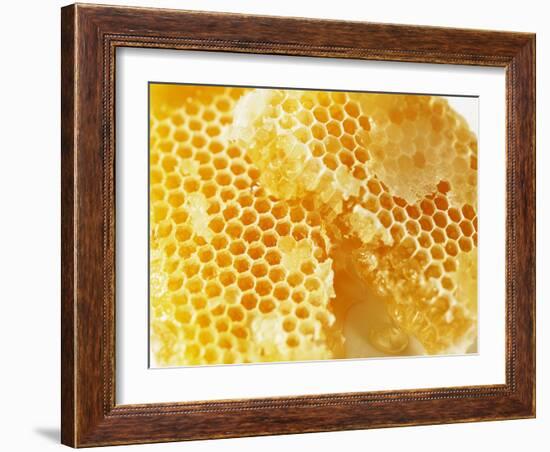 Honeycomb (Close-Up)-Colin Erricson-Framed Photographic Print
