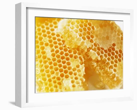 Honeycomb (Close-Up)-Colin Erricson-Framed Photographic Print