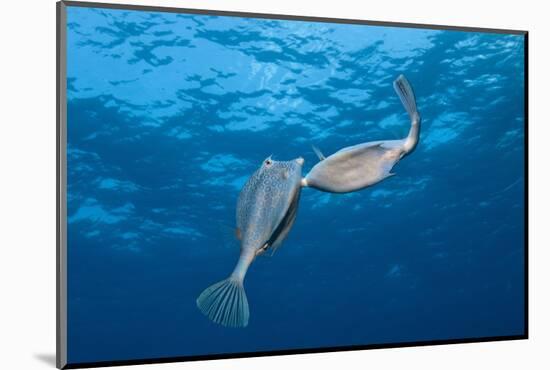 Honeycomb Cowfish Courtship Display (Lactophrys Polygonia), Cozumel, Caribbean Sea, Mexico-Reinhard Dirscherl-Mounted Photographic Print