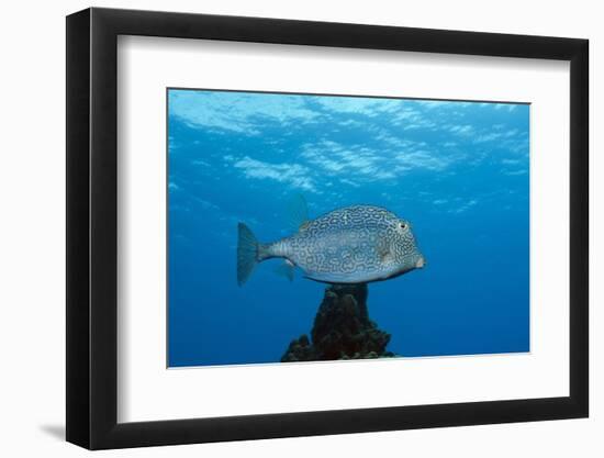 Honeycomb Cowfish (Lactophrys Polygonia), Cozumel, Caribbean Sea, Mexico-Reinhard Dirscherl-Framed Photographic Print