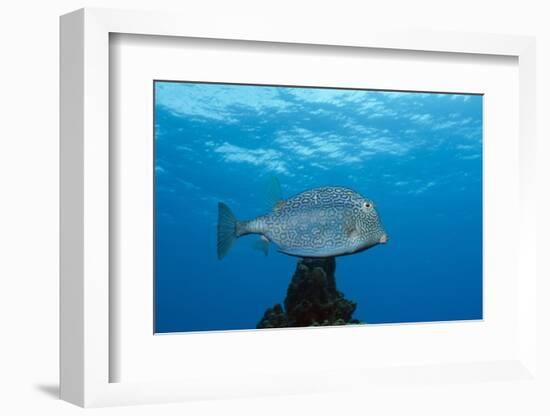 Honeycomb Cowfish (Lactophrys Polygonia), Cozumel, Caribbean Sea, Mexico-Reinhard Dirscherl-Framed Photographic Print