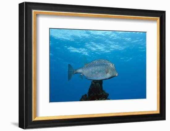 Honeycomb Cowfish (Lactophrys Polygonia), Cozumel, Caribbean Sea, Mexico-Reinhard Dirscherl-Framed Photographic Print