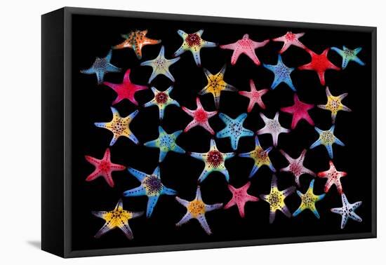 Honeycomb / Cushion starfish composite image-Georgette Douwma-Framed Premier Image Canvas