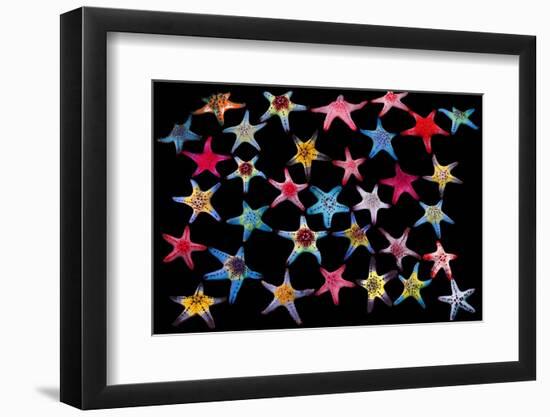 Honeycomb / Cushion starfish composite image-Georgette Douwma-Framed Photographic Print