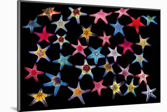 Honeycomb / Cushion starfish composite image-Georgette Douwma-Mounted Photographic Print