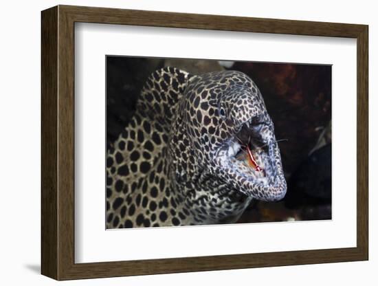 Honeycomb Moray Eel (Gymnothorax Favagineus) Being Cleaned by a White-Banded Cleaner Shrimp (Lysmat-Reinhard Dirscherl-Framed Photographic Print