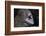 Honeycomb Moray Eel (Gymnothorax Favagineus) Being Cleaned by a White-Banded Cleaner Shrimp (Lysmat-Reinhard Dirscherl-Framed Photographic Print