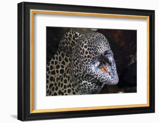 Honeycomb Moray Eel (Gymnothorax Favagineus) Being Cleaned by a White-Banded Cleaner Shrimp (Lysmat-Reinhard Dirscherl-Framed Photographic Print