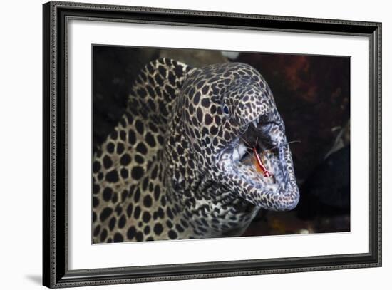 Honeycomb Moray Eel (Gymnothorax Favagineus) Being Cleaned by a White-Banded Cleaner Shrimp (Lysmat-Reinhard Dirscherl-Framed Photographic Print