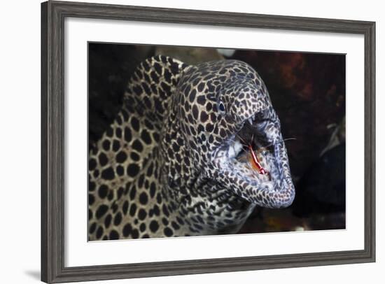 Honeycomb Moray Eel (Gymnothorax Favagineus) Being Cleaned by a White-Banded Cleaner Shrimp (Lysmat-Reinhard Dirscherl-Framed Photographic Print