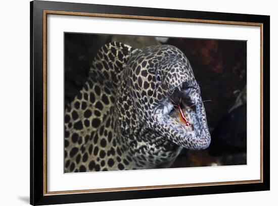 Honeycomb Moray Eel (Gymnothorax Favagineus) Being Cleaned by a White-Banded Cleaner Shrimp (Lysmat-Reinhard Dirscherl-Framed Photographic Print