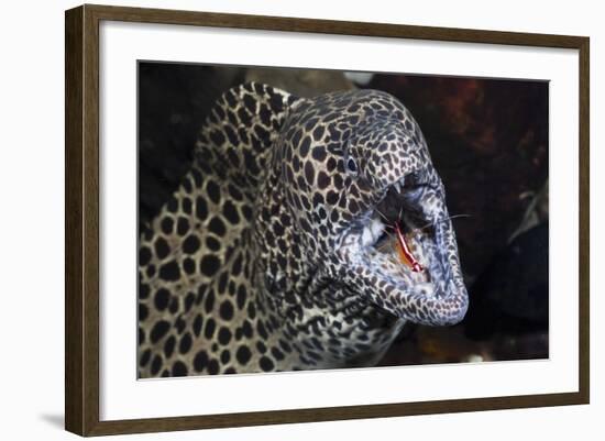 Honeycomb Moray Eel (Gymnothorax Favagineus) Being Cleaned by a White-Banded Cleaner Shrimp (Lysmat-Reinhard Dirscherl-Framed Photographic Print