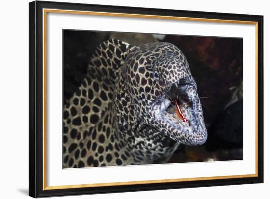 Honeycomb Moray Eel (Gymnothorax Favagineus) Being Cleaned by a White-Banded Cleaner Shrimp (Lysmat-Reinhard Dirscherl-Framed Photographic Print