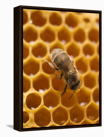 Honeycomb with Bee-null-Framed Premier Image Canvas
