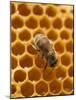 Honeycomb with Bee-null-Mounted Photographic Print