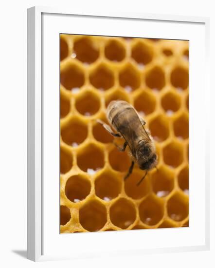 Honeycomb with Bee-null-Framed Photographic Print