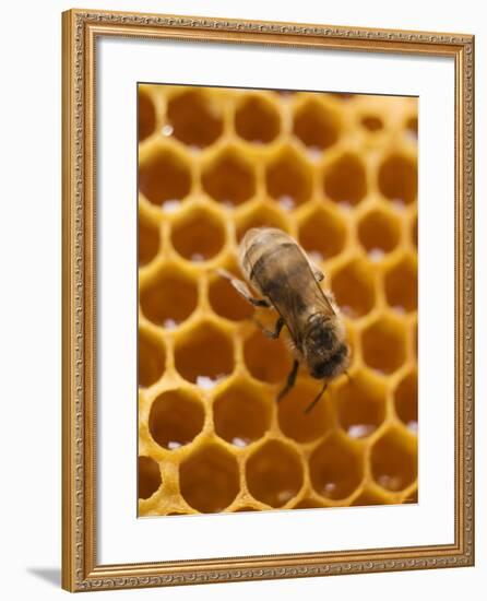 Honeycomb with Bee-null-Framed Photographic Print