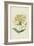 Honeysuckle (Chromolitho)-Frederick Edward Hulme-Framed Giclee Print