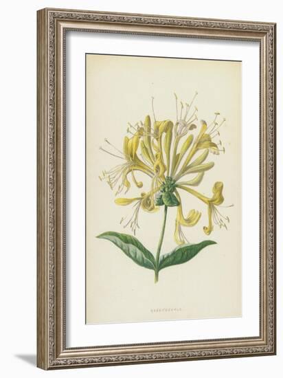 Honeysuckle (Chromolitho)-Frederick Edward Hulme-Framed Giclee Print