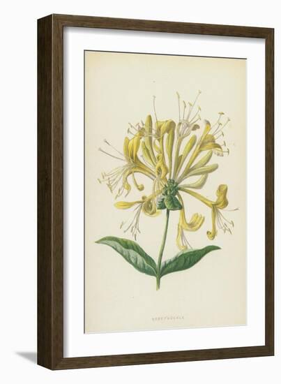 Honeysuckle (Chromolitho)-Frederick Edward Hulme-Framed Giclee Print