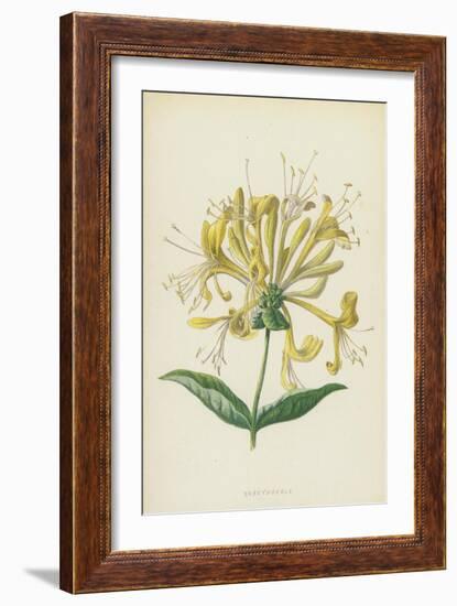 Honeysuckle (Chromolitho)-Frederick Edward Hulme-Framed Giclee Print