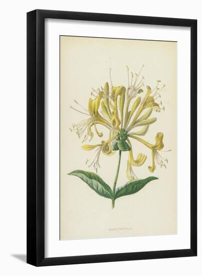 Honeysuckle (Chromolitho)-Frederick Edward Hulme-Framed Giclee Print