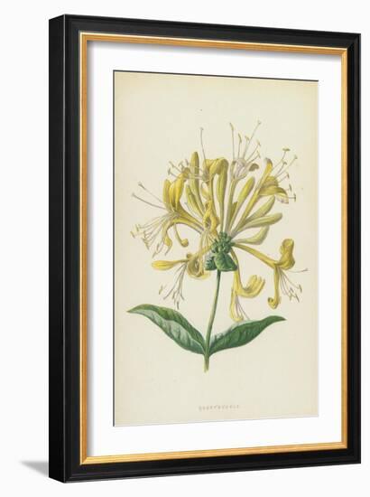 Honeysuckle (Chromolitho)-Frederick Edward Hulme-Framed Giclee Print