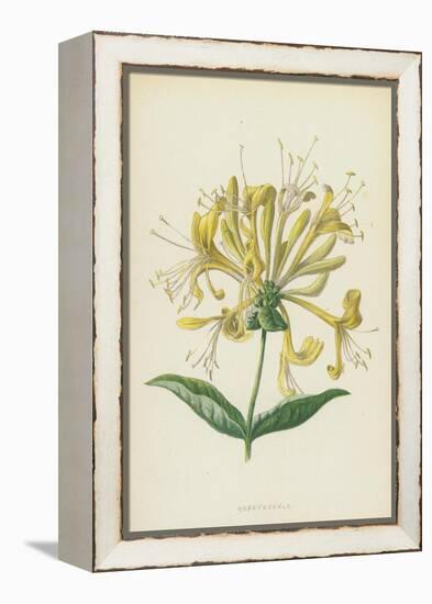 Honeysuckle (Chromolitho)-Frederick Edward Hulme-Framed Premier Image Canvas