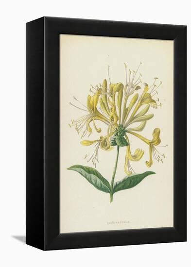 Honeysuckle (Chromolitho)-Frederick Edward Hulme-Framed Premier Image Canvas