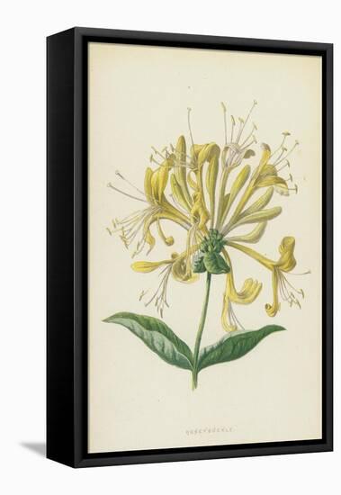 Honeysuckle (Chromolitho)-Frederick Edward Hulme-Framed Premier Image Canvas