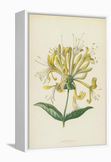 Honeysuckle (Chromolitho)-Frederick Edward Hulme-Framed Premier Image Canvas