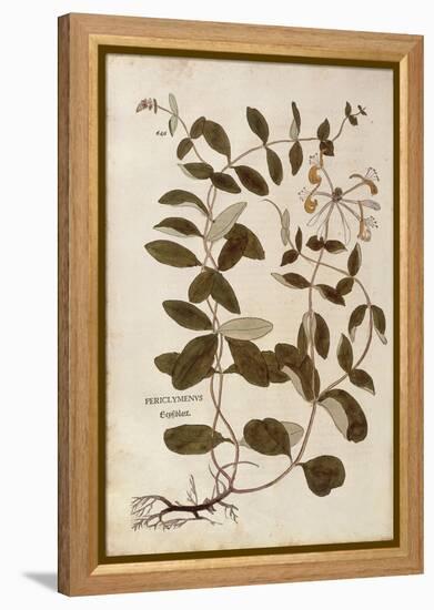 Honeysuckle (Lonicera Periclymenum) by Leonhart Fuchs from De Historia Stirpium Commentarii Insigne-null-Framed Premier Image Canvas