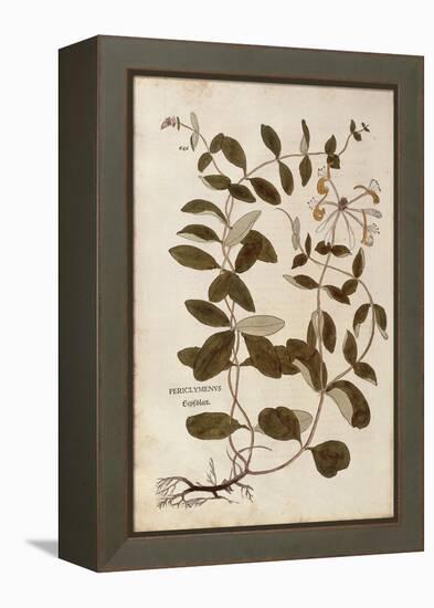 Honeysuckle (Lonicera Periclymenum) by Leonhart Fuchs from De Historia Stirpium Commentarii Insigne-null-Framed Premier Image Canvas