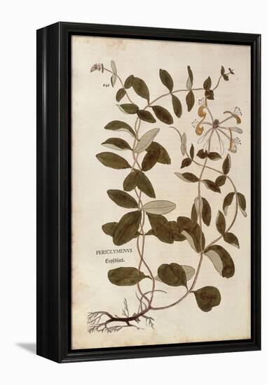 Honeysuckle (Lonicera Periclymenum) by Leonhart Fuchs from De Historia Stirpium Commentarii Insigne-null-Framed Premier Image Canvas
