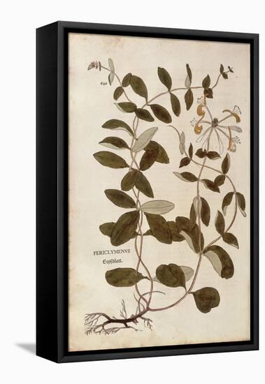 Honeysuckle (Lonicera Periclymenum) by Leonhart Fuchs from De Historia Stirpium Commentarii Insigne-null-Framed Premier Image Canvas