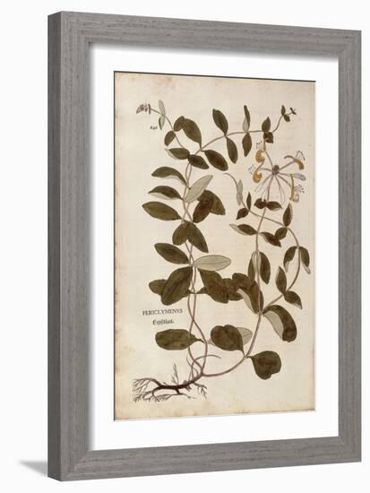 Honeysuckle (Lonicera Periclymenum) by Leonhart Fuchs from De Historia Stirpium Commentarii Insigne-null-Framed Giclee Print