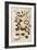 Honeysuckle (Lonicera Periclymenum) by Leonhart Fuchs from De Historia Stirpium Commentarii Insigne-null-Framed Giclee Print