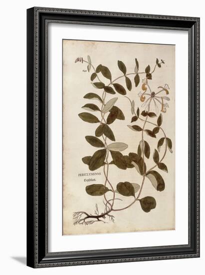 Honeysuckle (Lonicera Periclymenum) by Leonhart Fuchs from De Historia Stirpium Commentarii Insigne-null-Framed Giclee Print