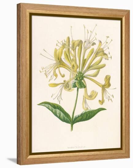 Honeysuckle-F. Edward Hulme-Framed Premier Image Canvas