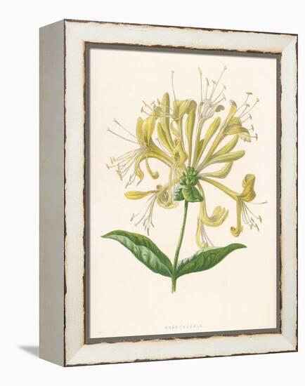 Honeysuckle-F. Edward Hulme-Framed Premier Image Canvas