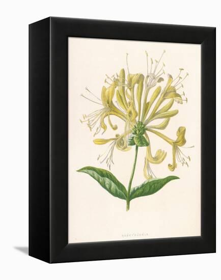 Honeysuckle-F. Edward Hulme-Framed Premier Image Canvas