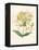 Honeysuckle-F. Edward Hulme-Framed Premier Image Canvas