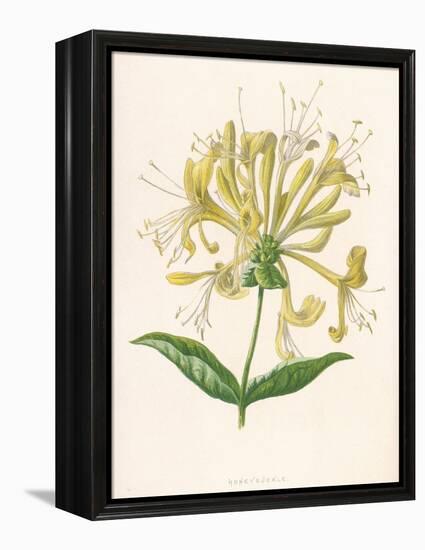 Honeysuckle-F. Edward Hulme-Framed Premier Image Canvas